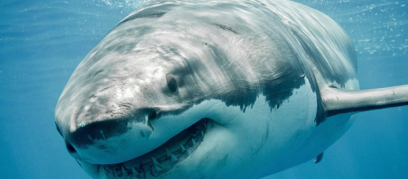 Σοκαριστικό video: Λευκός καρχαρίας κατασπαράζει λευκό καρχαρία (Προσοχή: Σκληρές εικόνες)